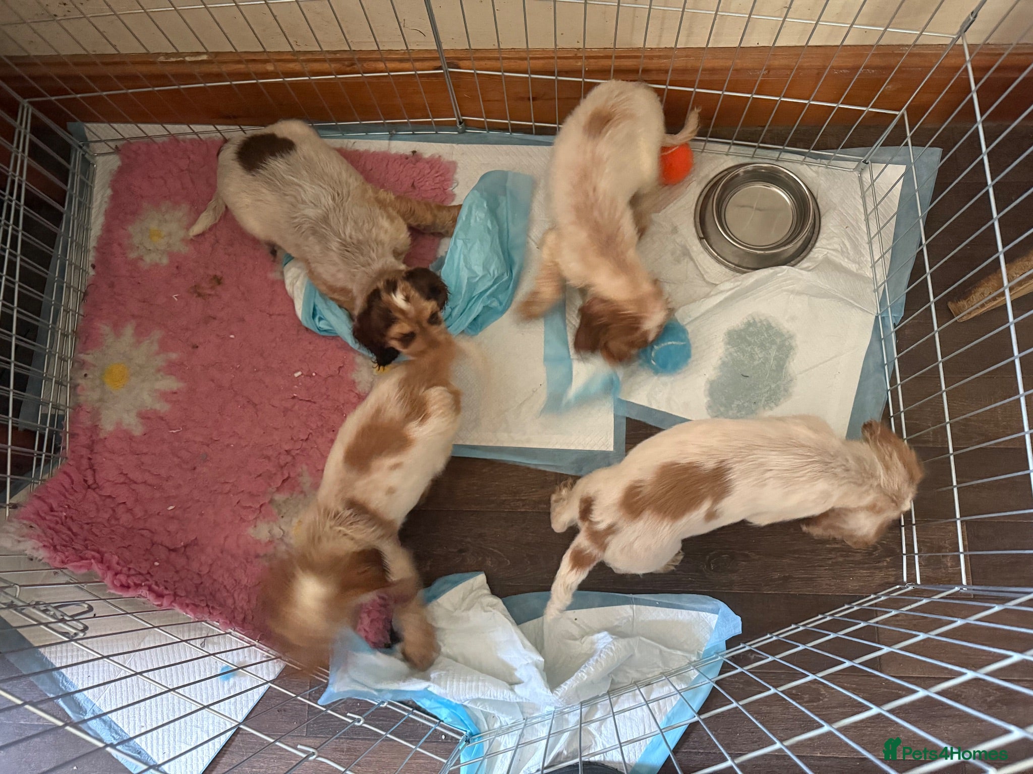 Sprocker dogs Ready now. 4 sprocker pups. Roan coloured - Advert 1