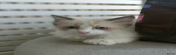 Ragdoll cats for sale: Just one girl left🐾 - Advert 23