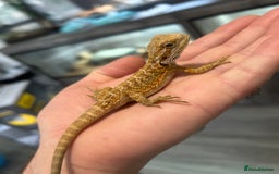 Bearded Dragon reptiles for sale: 60 Baby bearded dragons - Image 11