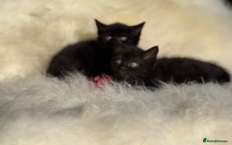 Mixed Breed cats for sale: Beutiful, Kittens Raised to Highest Standard - Image 7