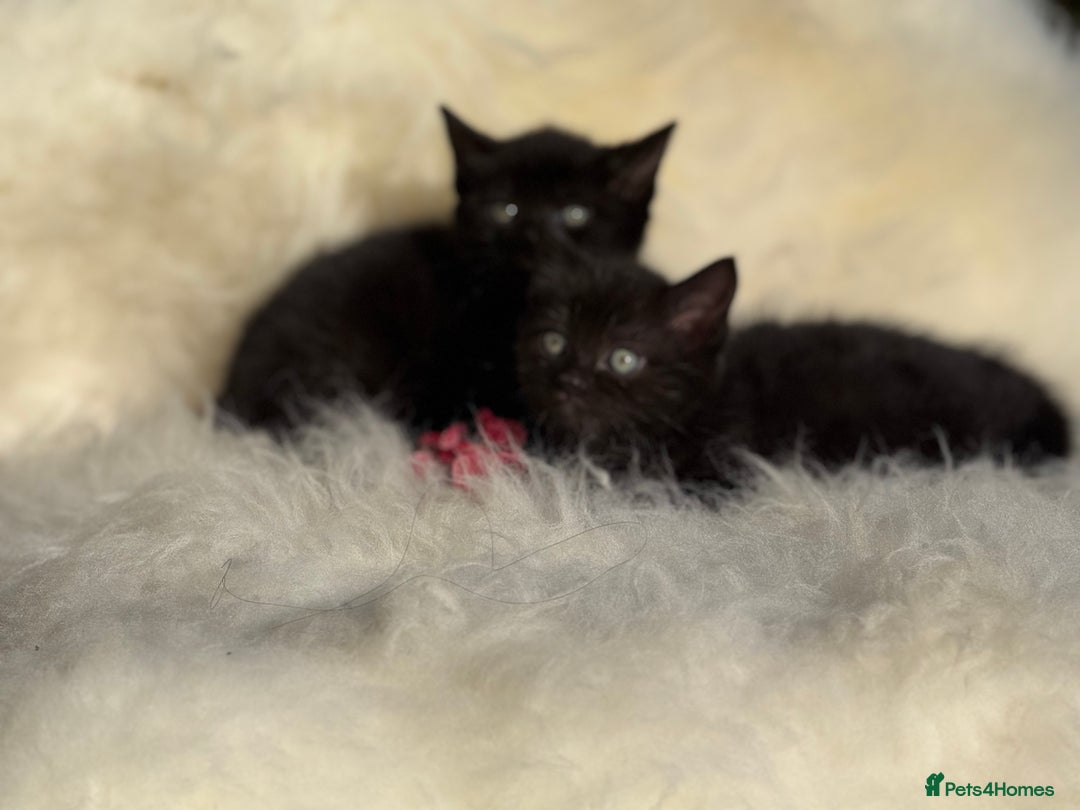 Mixed Breed cats for sale: Beutiful, Kittens Raised to Highest Standard - Image 7
