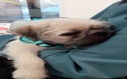 Mixed Breed dogs for sale: For Sale - Image 2