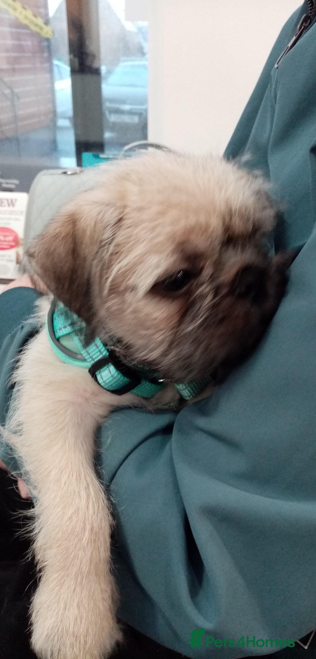 Mixed Breed dogs for sale: For Sale - Image 2