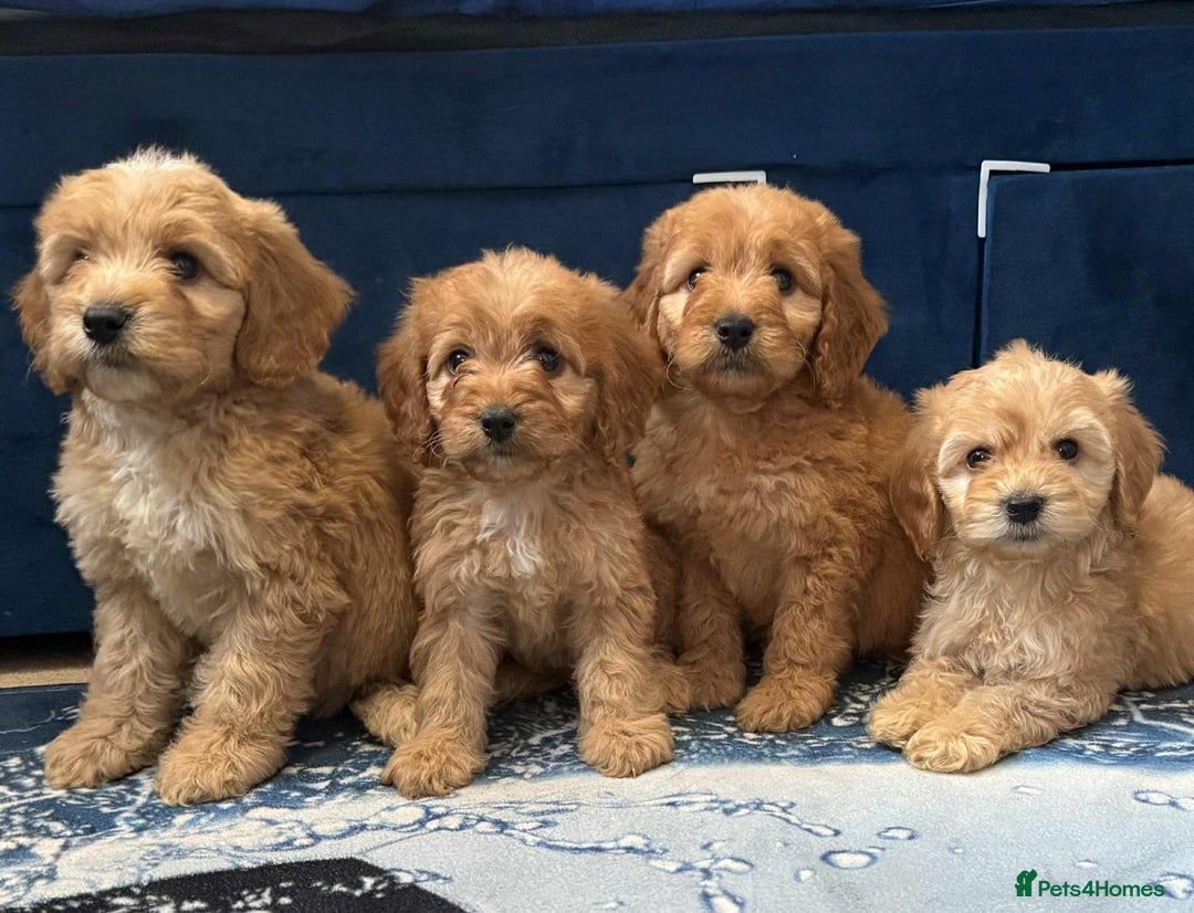 Cockapoo dogs for sale: Ready to go adorable cockapoo puppies  - Image 6