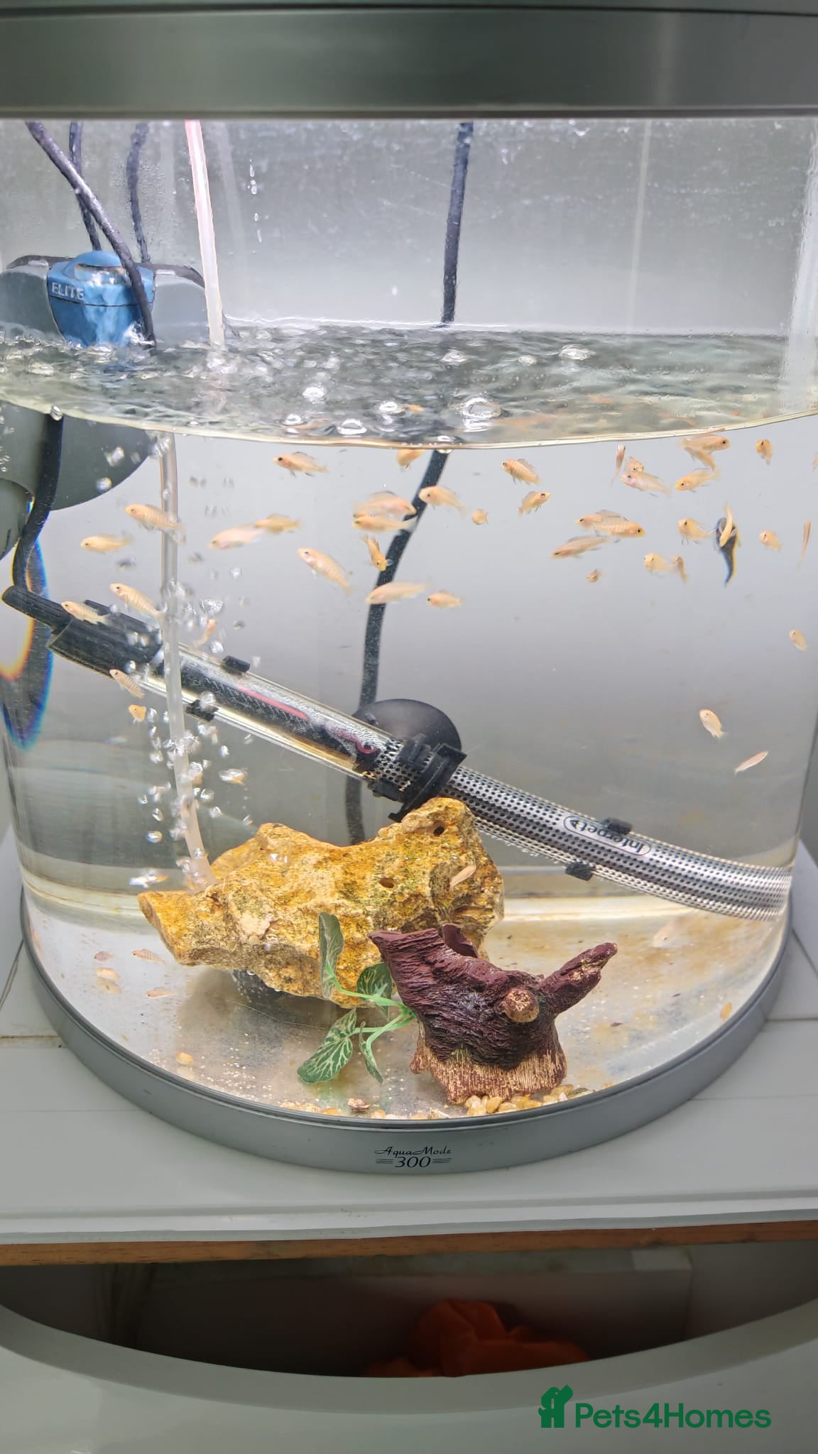 Other/Mixed Breed fish Mix malawi white cichlids - Advert 1