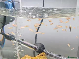 Other/Mixed Breed fish Mix malawi white cichlids - Advert 1