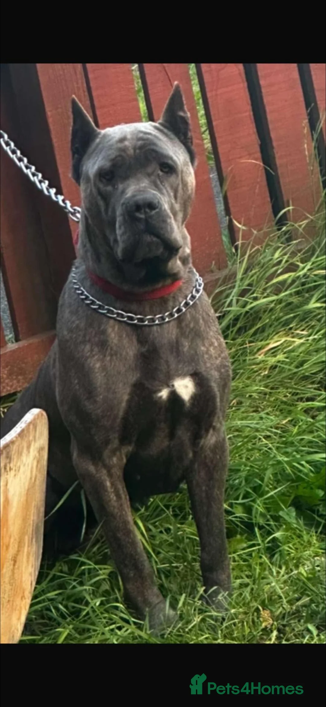 Cane Corso dogs for sale: Pure Cane Corso Female For Sale  - Advert 1