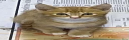 Maine Coon cats for sale: Beautiful fluffy kittens - Advert 3