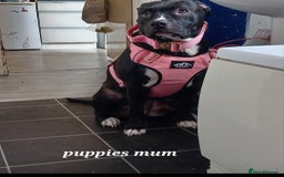 Mixed Breed dogs for sale: Staff x shar pei puppies  - Image 5