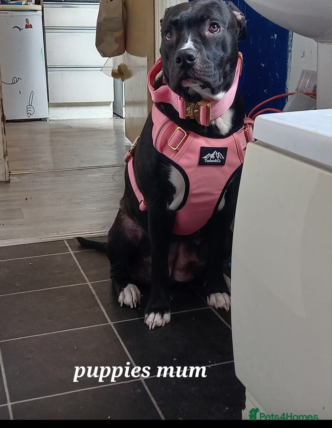 Mixed Breed dogs for sale: Staff x shar pei puppies  - Image 5