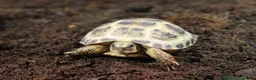 Tortoise reptiles for sale: BABY HORSFIELDS & SET UPS - Advert 11