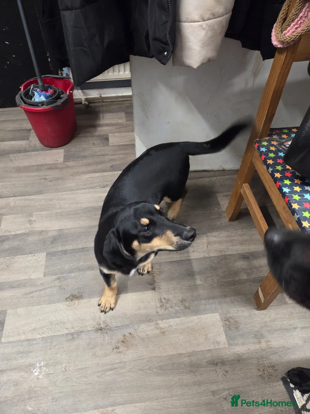 Mixed Breed dogs for sale: Crisp in Stoke-sub-Hamdon - Advert 2