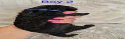 Bordoodle dogs for sale: Exceptional F1bbb Bordoodle Puppies  - Advert 27