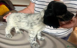 Cocker Spaniel dogs for sale: Pedigree KC show Cockers ready now  - Image 11