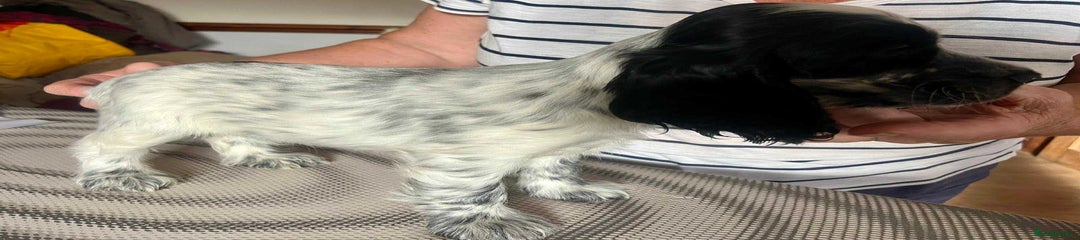 Cocker Spaniel Puppy 7