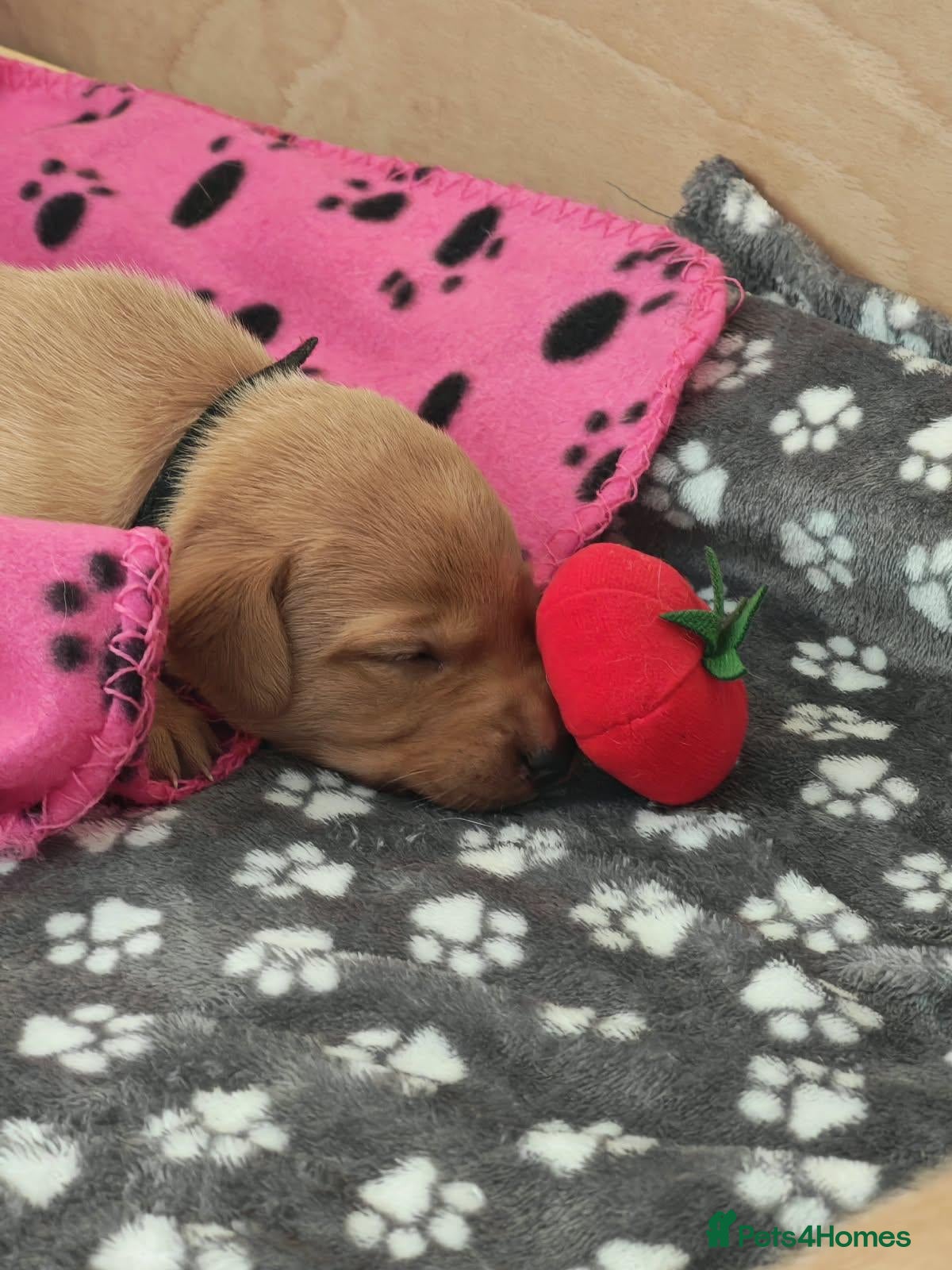 Labrador Retriever dogs Beautiful Female and Male Working Labrador Puppies - Advert 3