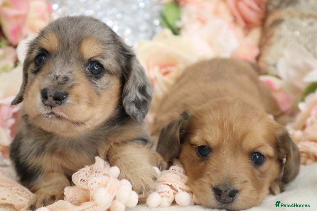 Miniature Dachshund dogs for sale: KC Registered Miniature Dachshund Puppies - Image 2
