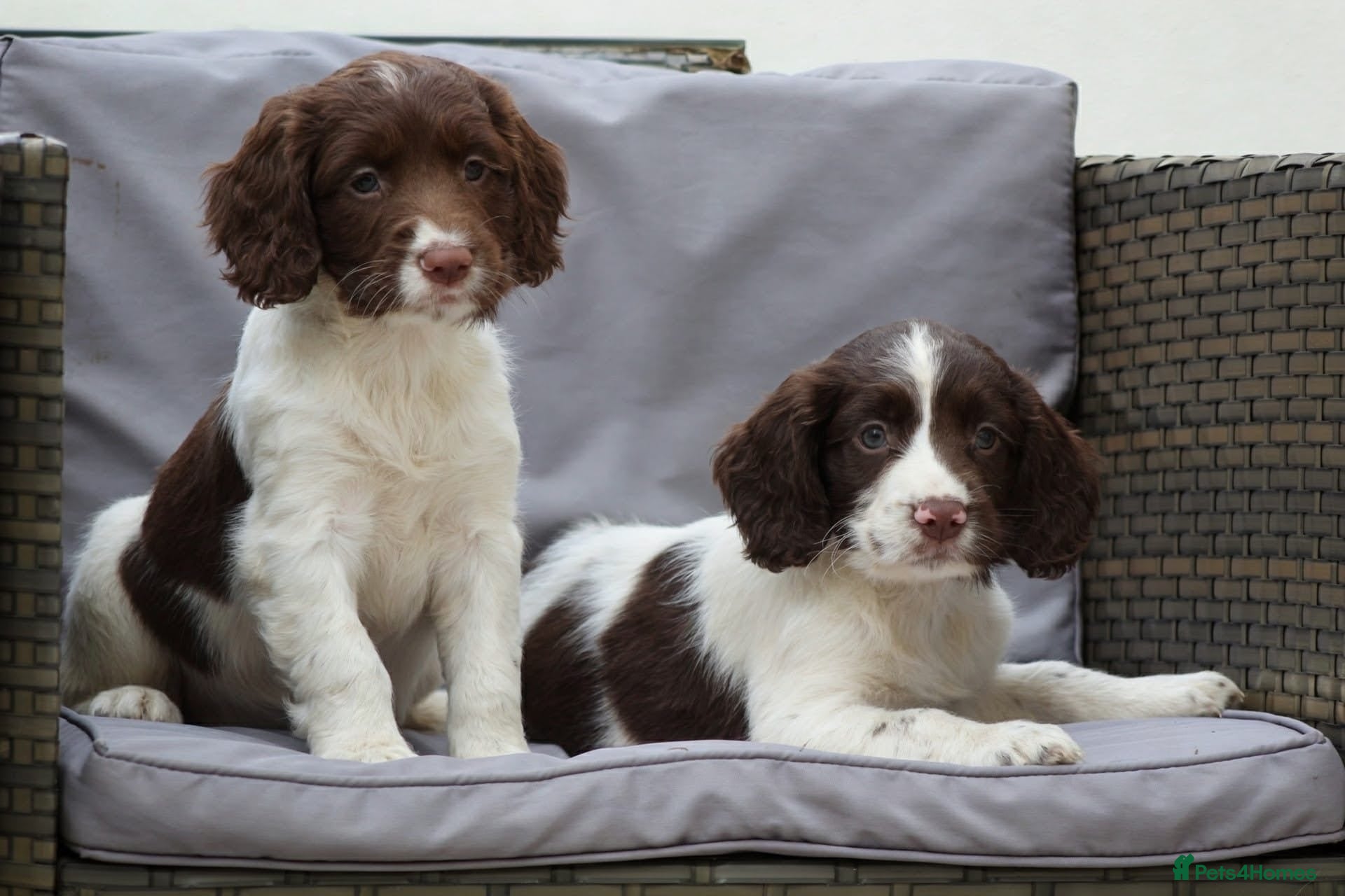Sprocker dogs Gorgeous sprockers - Advert 8