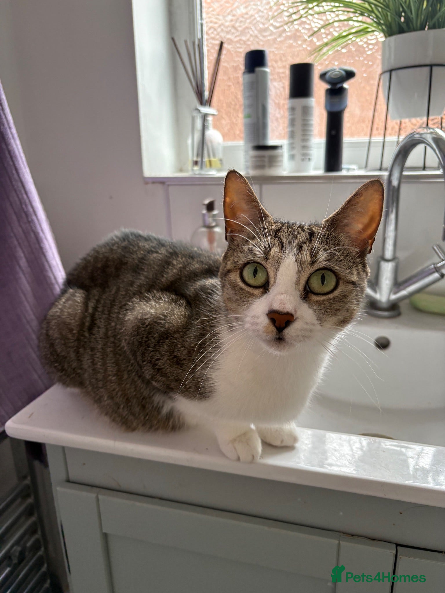 Mixed Breed cats Kittens x4 - Advert 4