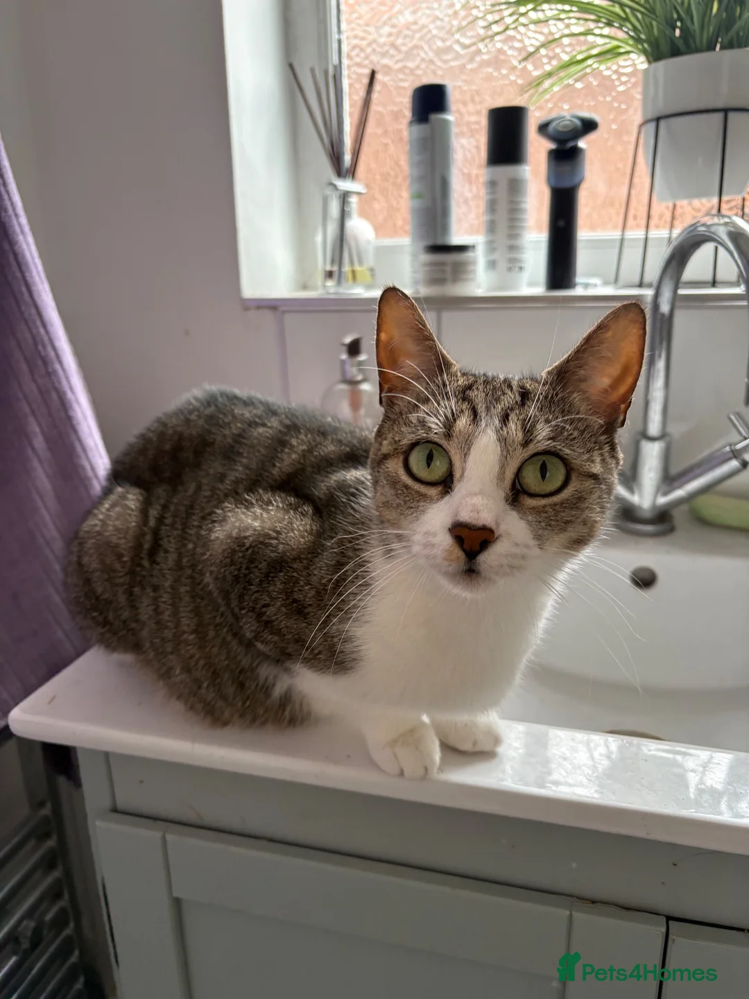 Mixed Breed cats for sale: Kittens x4 - Advert 1