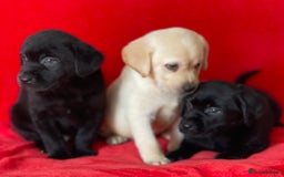 Labrador Retriever dogs for sale: Beautiful chunky Labrador pups NOW READY - Image 4