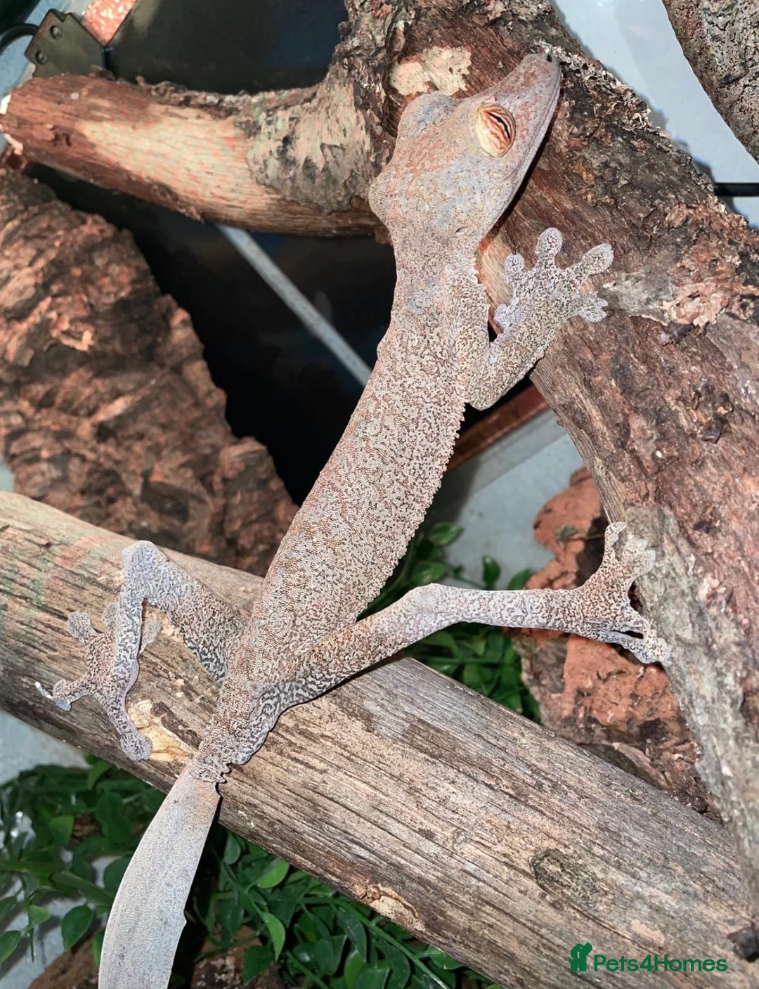 Gecko reptiles for sale: Uroplatus Fimbriatus - Advert 1