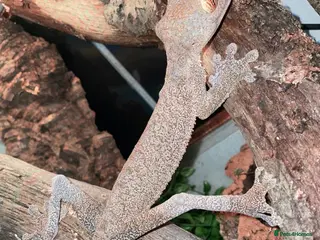 Gecko reptiles Uroplatus Fimbriatus - Advert 18