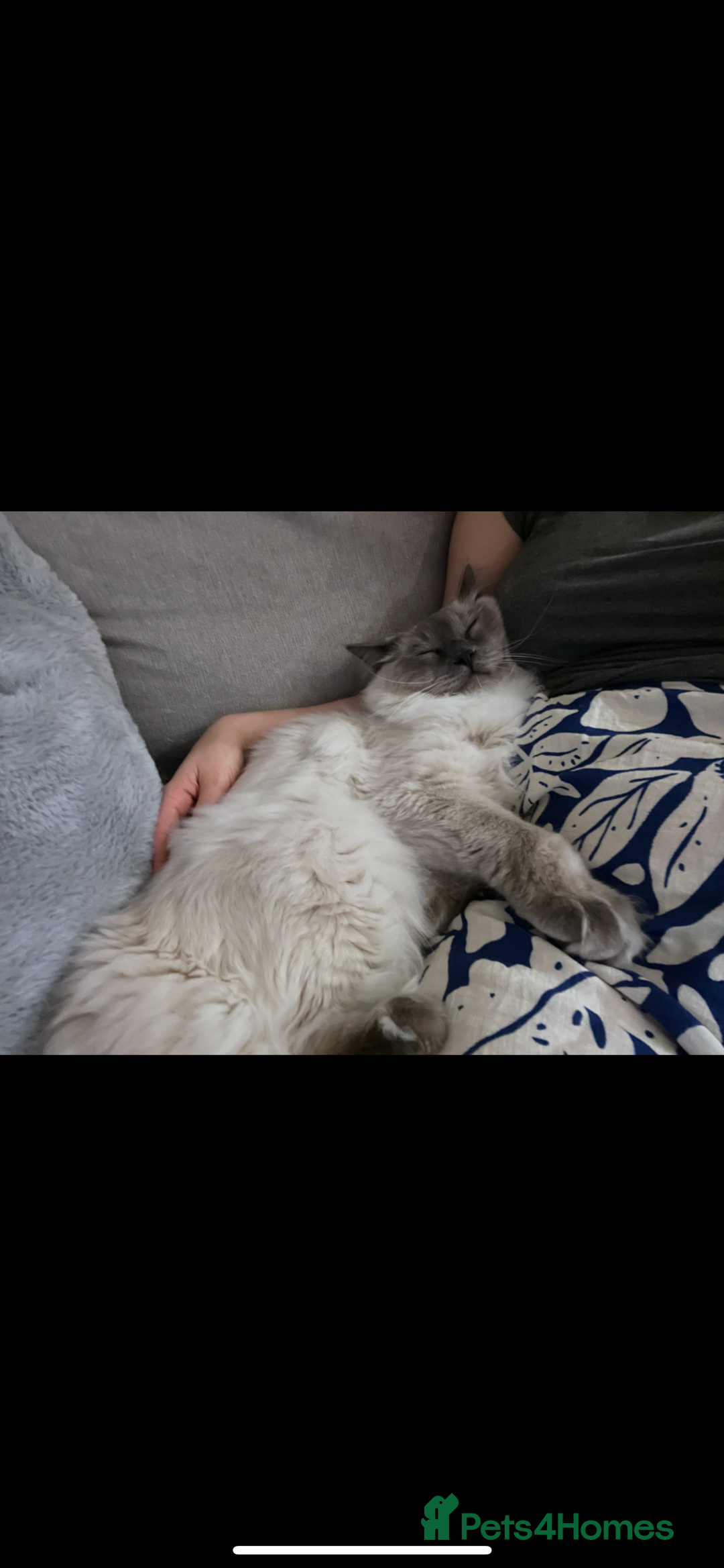 Ragdoll cats for sale: Ragdoll for rehome  - Advert 13