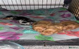 Dachshund dogs for sale: BEAUTIFULL DACHSHUND  - Advert 2