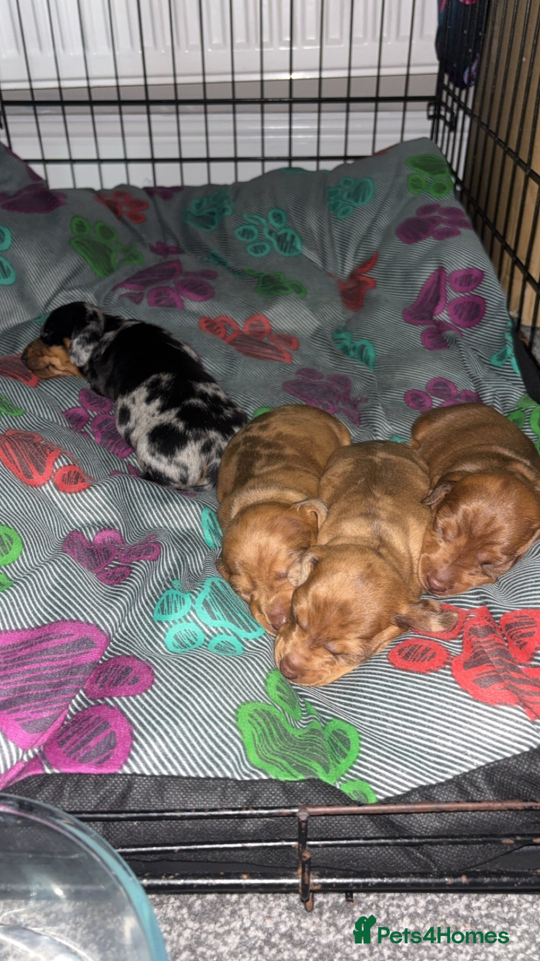 Dachshund dogs for sale: BEAUTIFULL DACHSHUND  - Advert 2