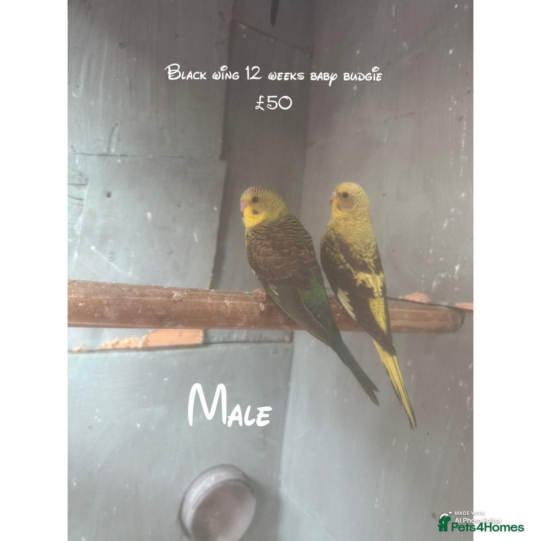 Budgerigars birds for sale: Baby budgies for sale - Advert 8