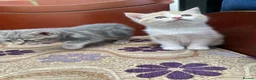 Scottish Fold cats for sale: Scottish kitten straight for sale - Advert 1