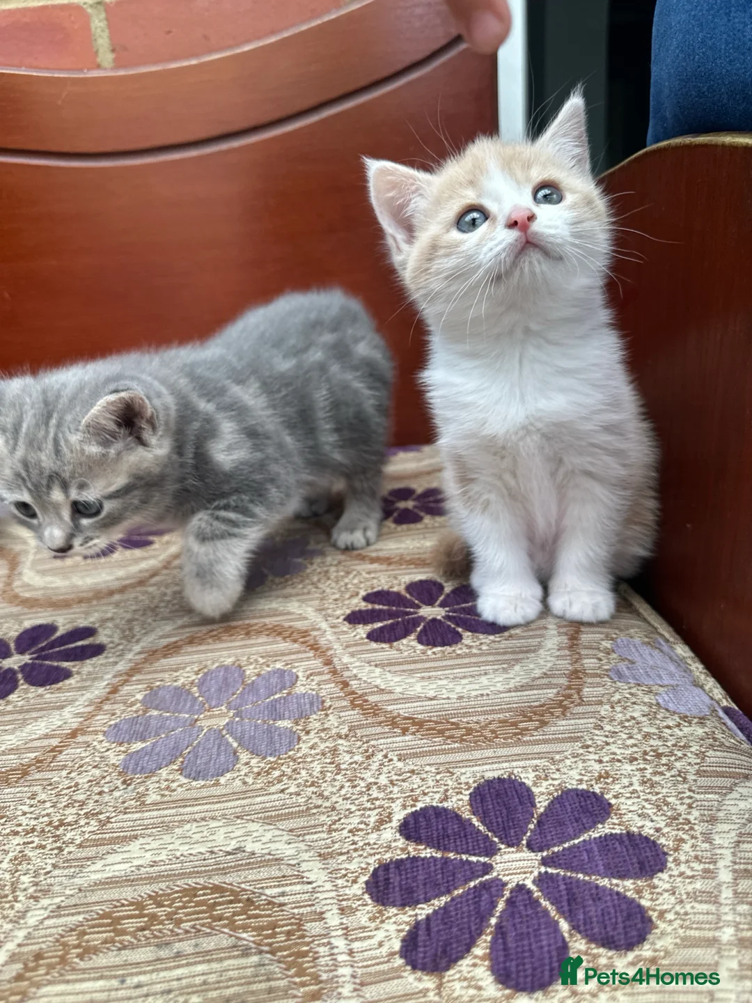 Scottish Fold cats for sale: Scottish kitten straight for sale - Advert 1