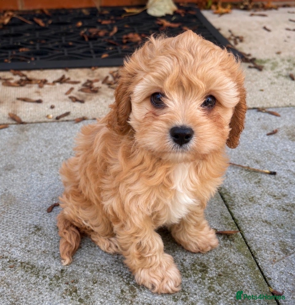 Cavapoo dogs 🌟Please don’t scroll past🌟I’m patiently waiting  - Advert 2