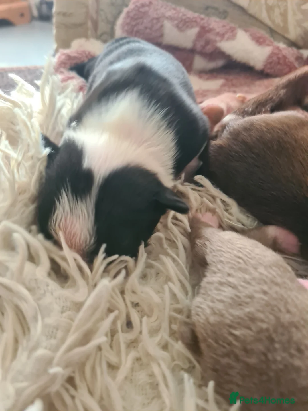 Boston Terrier dogs for sale: Boston terrier puppies  - Advert 2