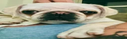 Pug dogs for sale: White female pug  - Advert 2