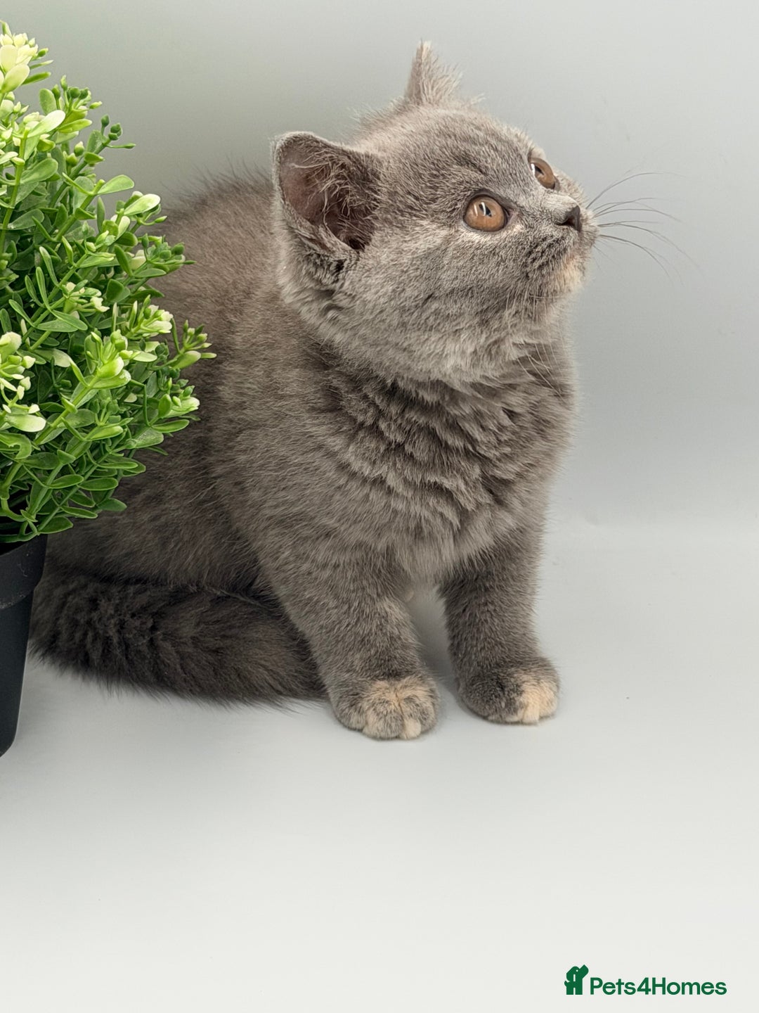 British Shorthair cats for sale: PEDIGREE REGISTERED CHUNKY BRITISH SHORTHAIRS  - Advert 7