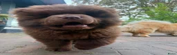 Chow Chow dogs for sale: Chocolate male - Advert 3