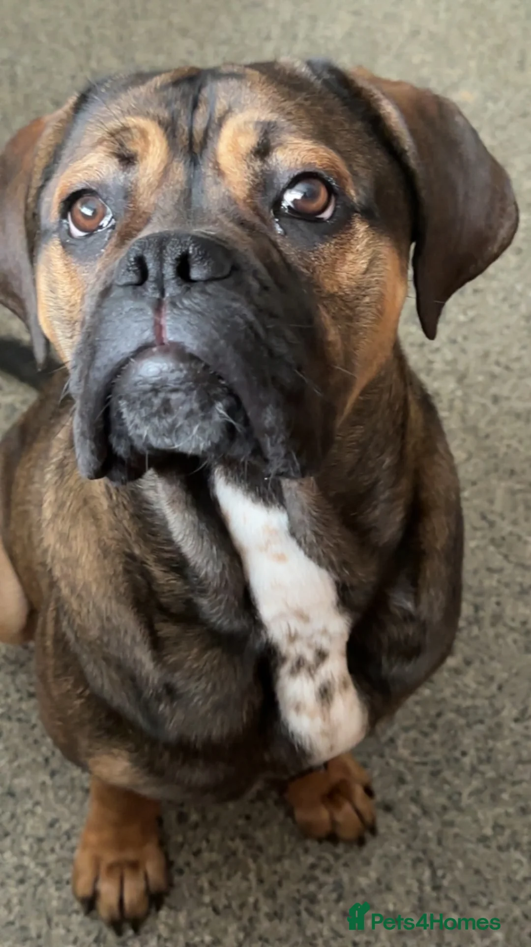 Mixed Breed dogs for sale: 4 year old canecorso x   in Newport - Advert 1