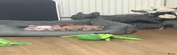 French Bulldog dogs for sale: New Shades Puppies/ DNA 🧬 Tested Parents  - Advert 13