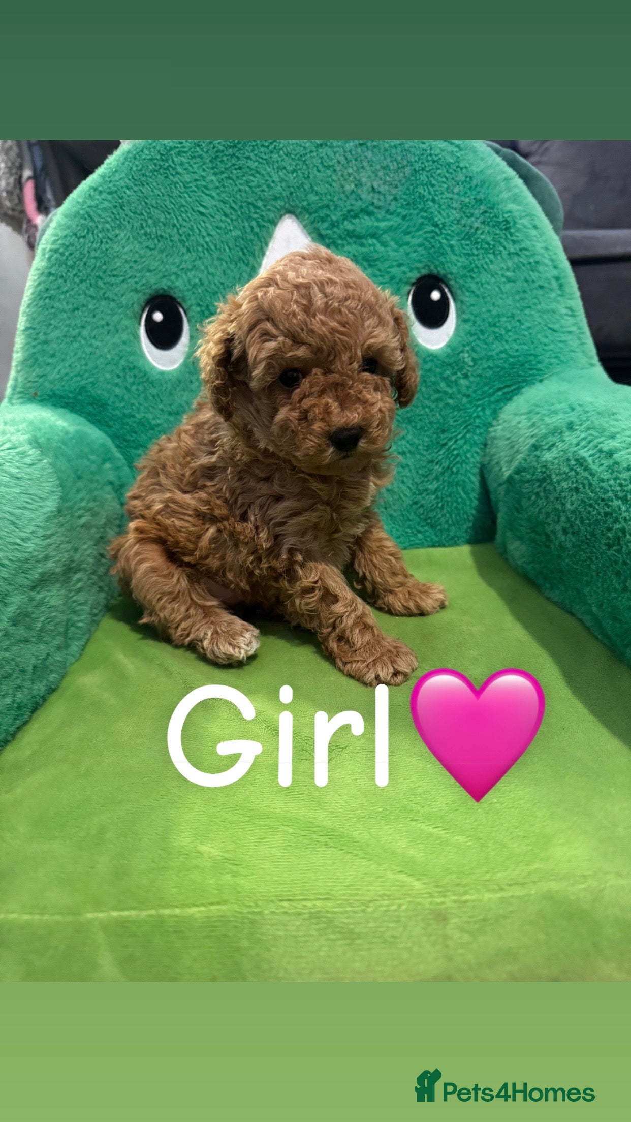 Toy Poodle dogs Toy Poodle Puppies  - Advert 12