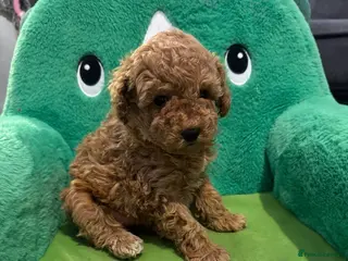 Toy Poodle dogs Toy Poodle Puppies - Advert 12