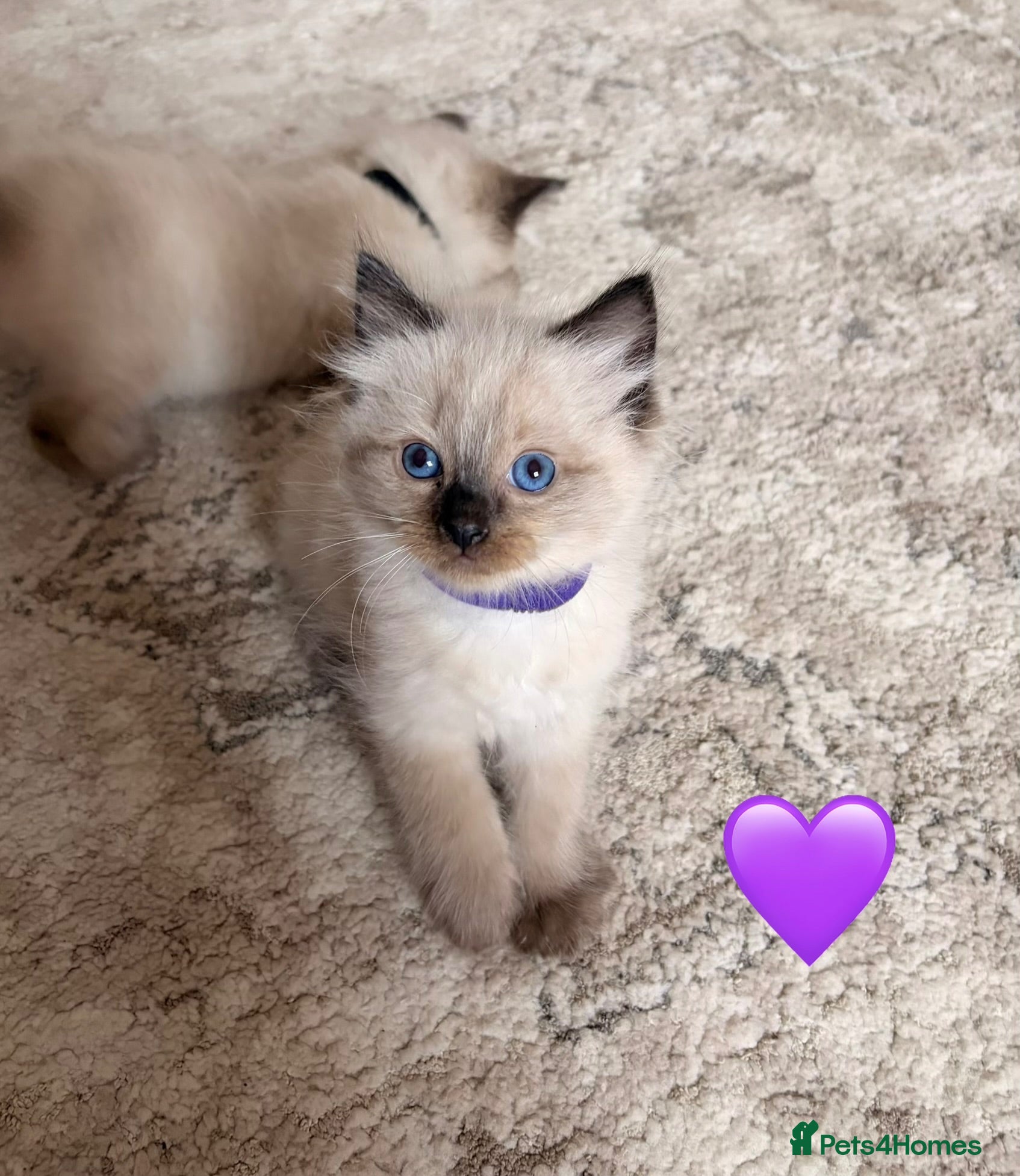 Ragdoll cats 🌸Pure Ragdoll kittens🌸 Ready Now🌸 - Advert 2