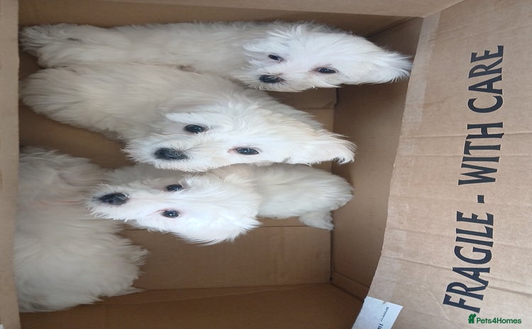 Maltese dogs - Advert 11