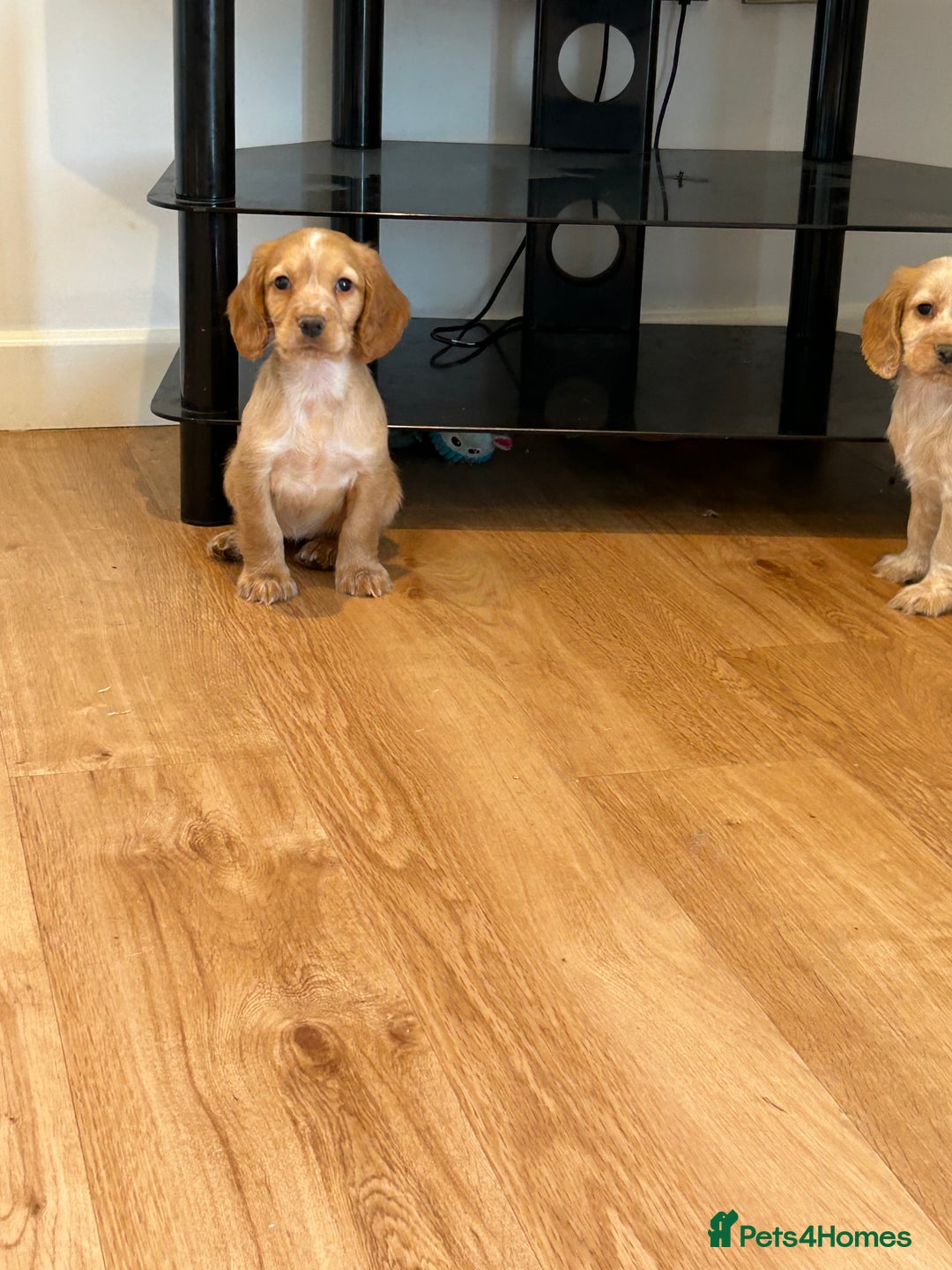Cocker Spaniel dogs for sale: Outstanding litter KC registered working cockers  - Image 6