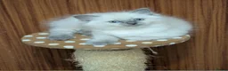 Ragdoll cats for sale: Ragdoll kitten  - Advert 12