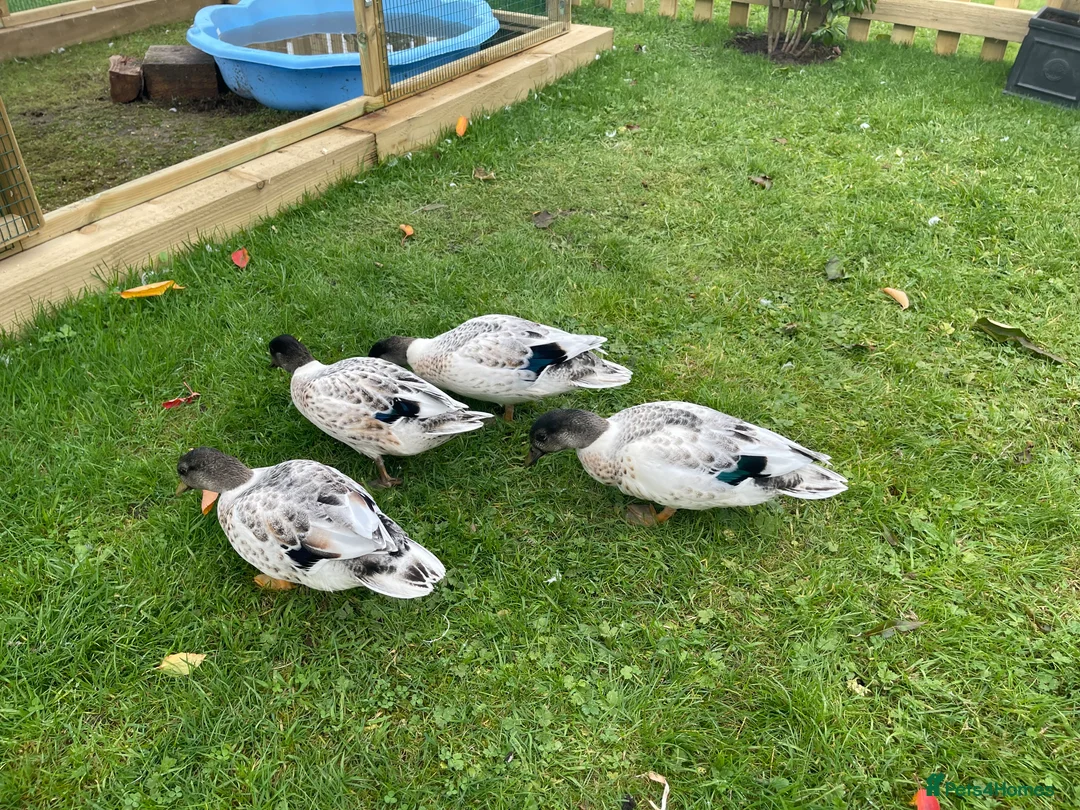Ducks poultry for sale: Abacot call ducks (male)  - Advert 4