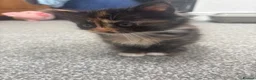 Mixed Breed cats for sale: Beautiful female kitten for sale  - Advert 5