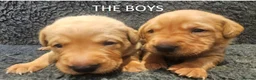 Labrador Retriever dogs for sale: Red Fox Labs : Health Checked-KC Reg,FTCH Pedigree - Advert 8