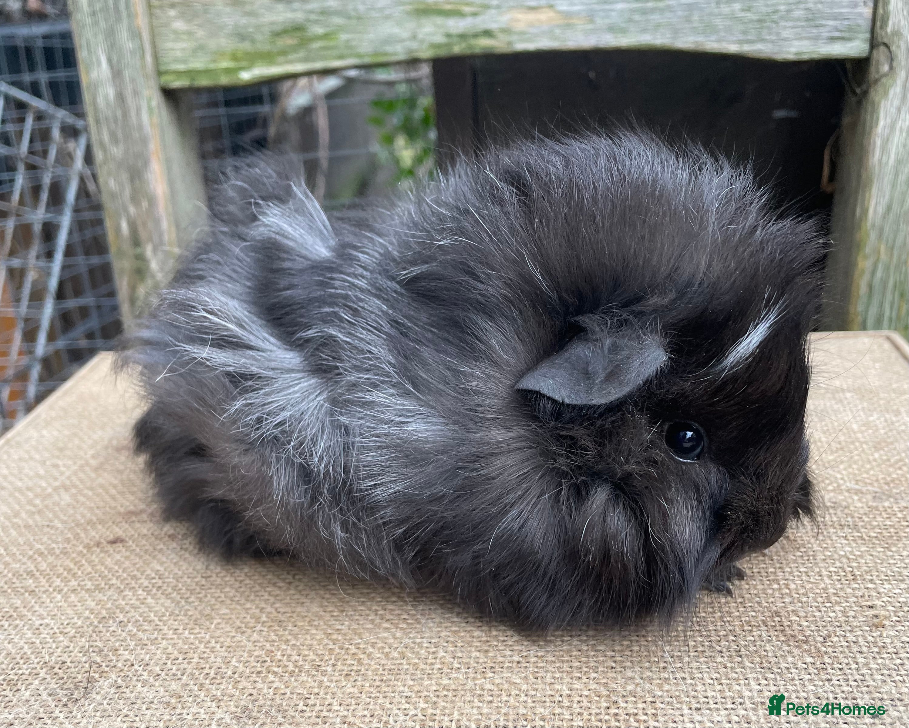 Guinea Pig rodents Lovely baby girls - Advert 5
